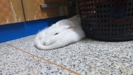 April's bunny, really fat and squished. Also, it's a white bunny